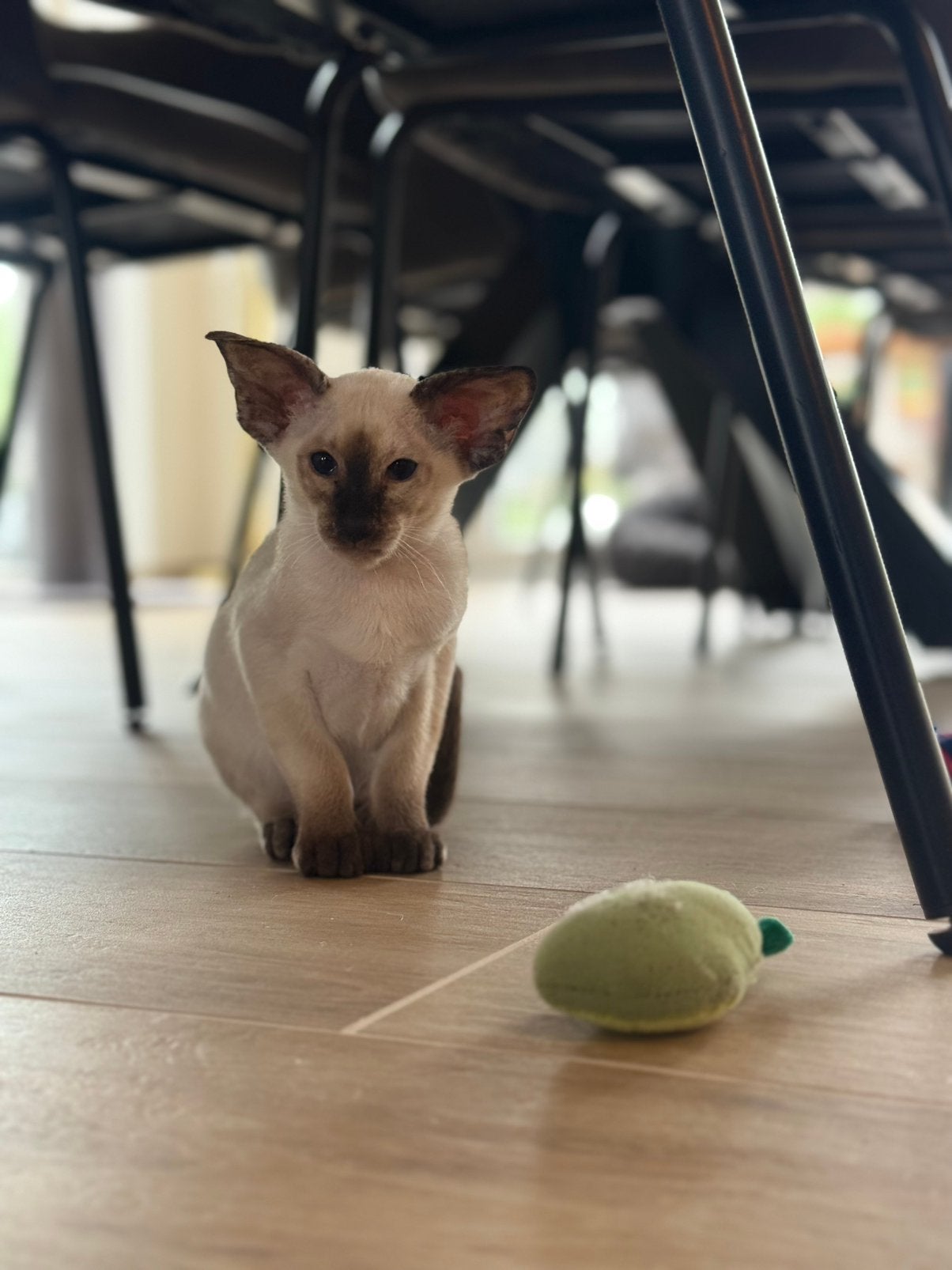 Peterbald kitten seal point (poes), Chatte ou Chat, Avec puce électronique, 0 à 2 ans
