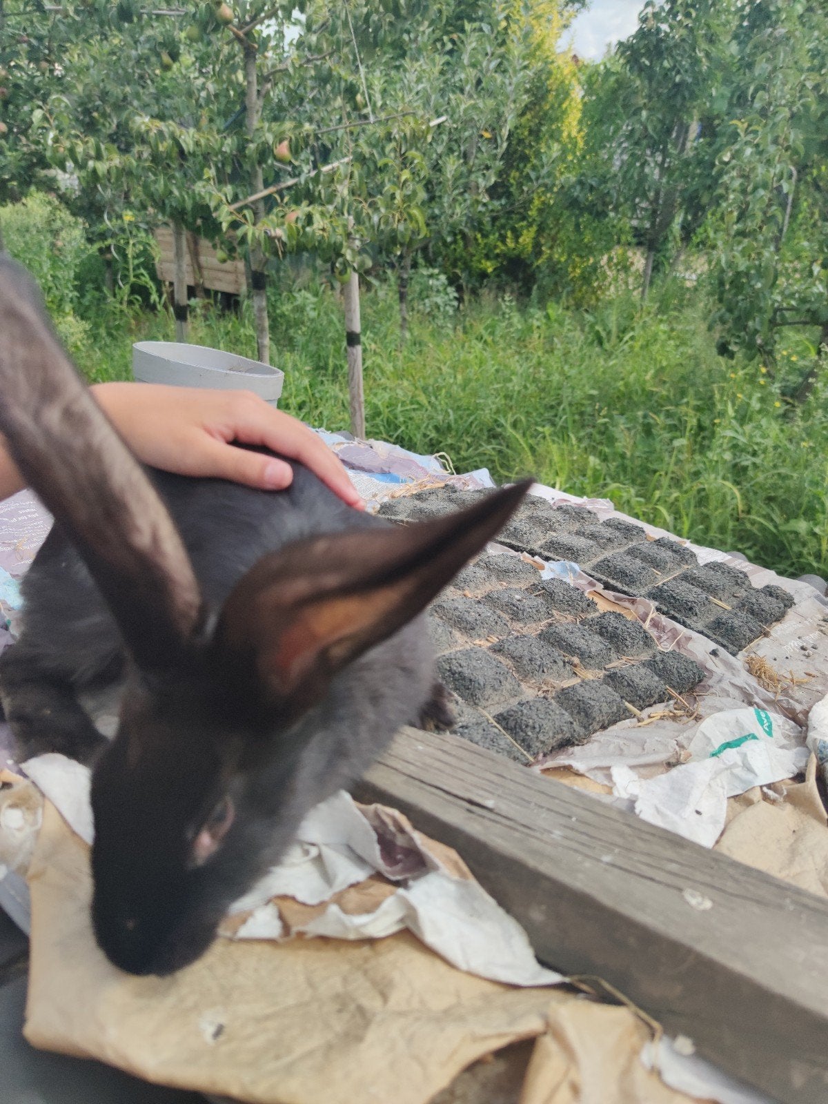 Noix de lapin géante flamande, Enlèvement