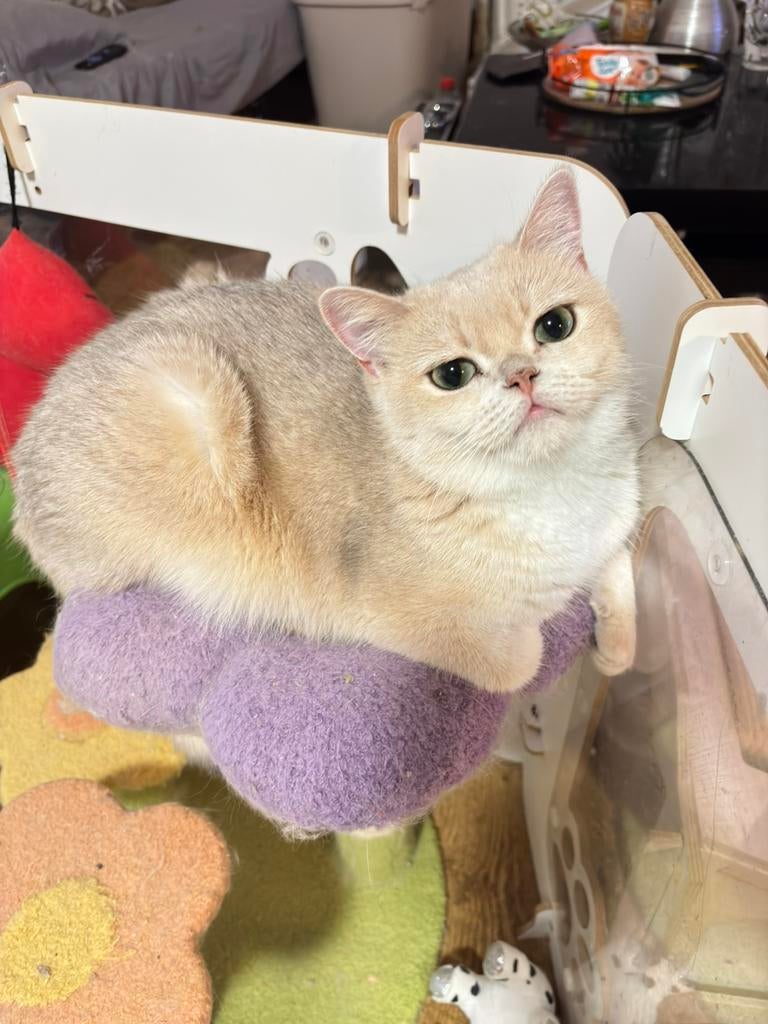 Poes British Blue Golden Shell, Dieren en Toebehoren, Poes, Met stamboom, 3 tot 5 jaar
