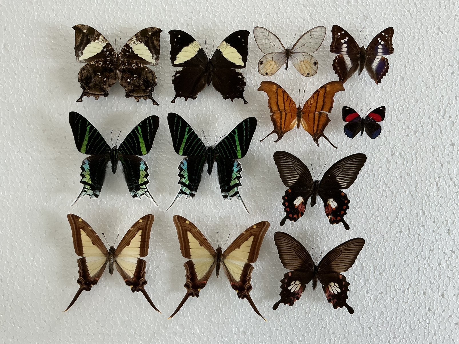 Opgezette VLINDERS voor stolp, verzameling, kaders, …, Animaux & Accessoires, Insectes & Araignées