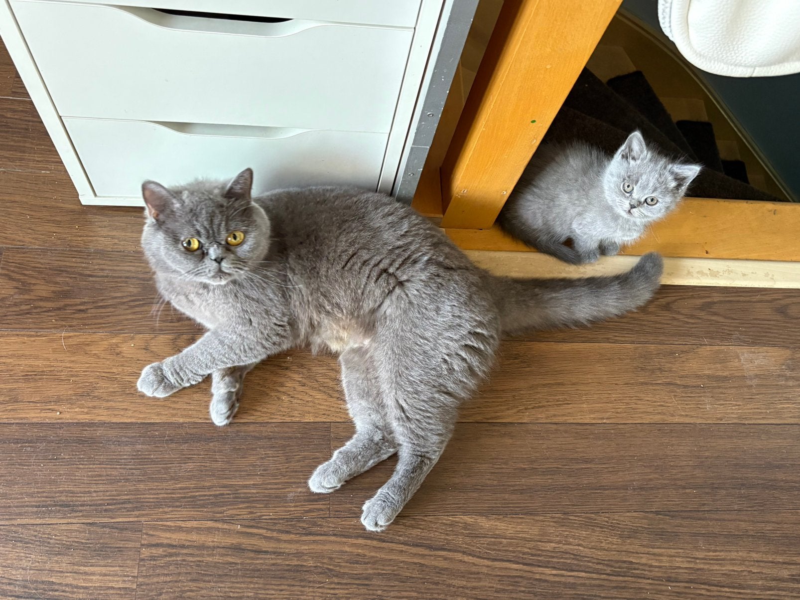 Brits kort-en-langhaar kittens, Meerdere dieren, Met stamboom, 0 tot 2 jaar