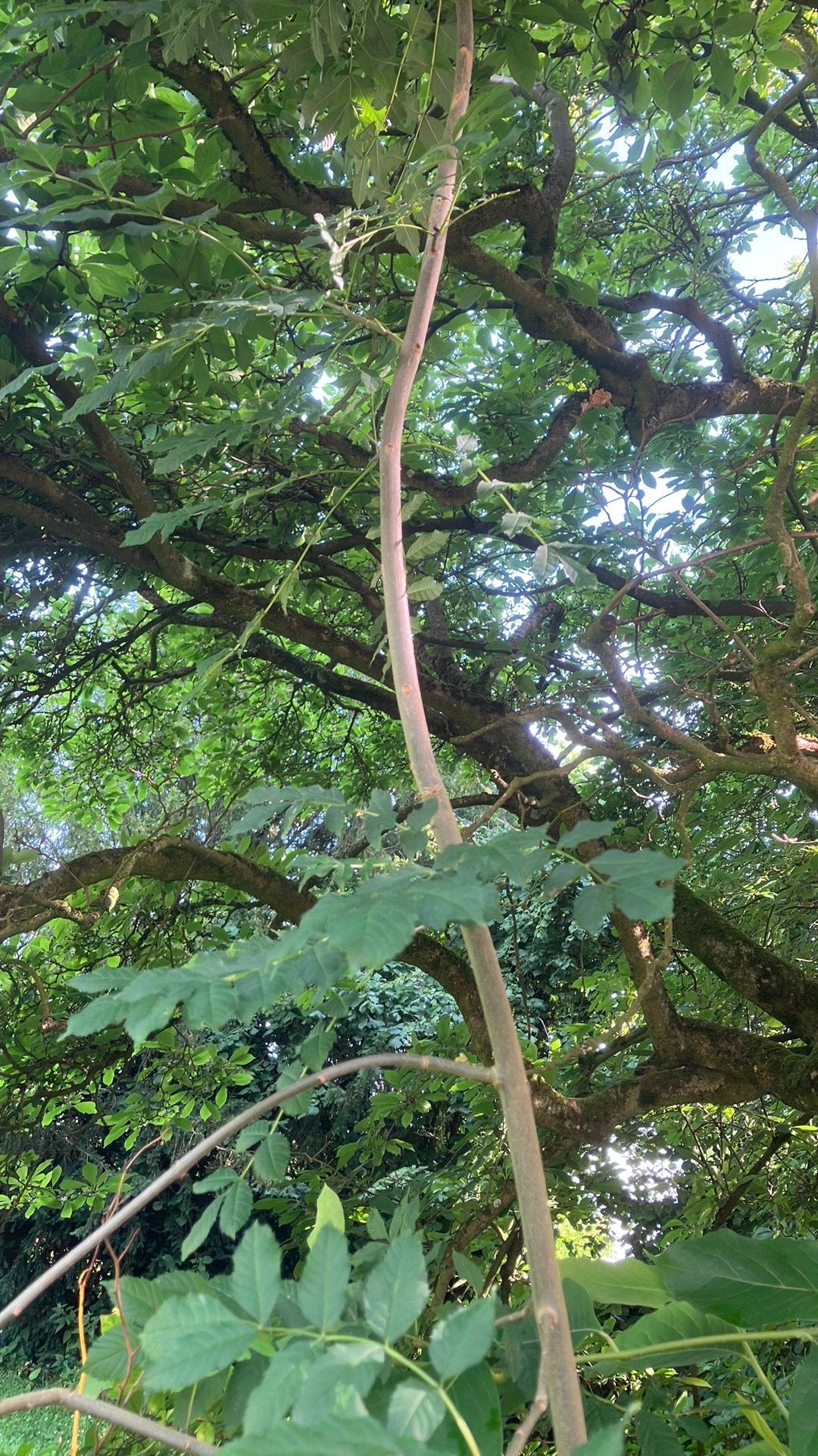 Arbre frêne de 4m à transplanter, Jardin & Terrasse, Plein soleil, Autres espèces, Enlèvement, Printemps