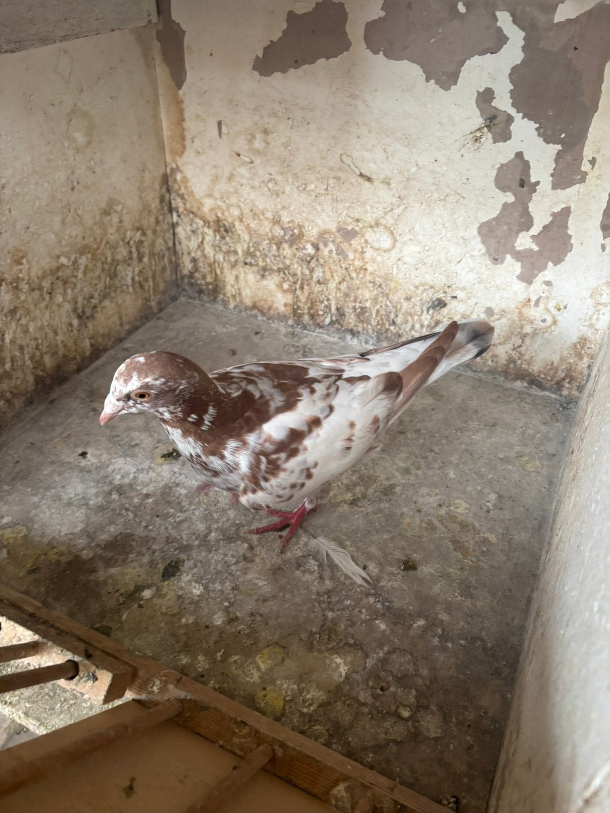 Rode mozaic, Dieren en Toebehoren, Vogels | Overige Vogels