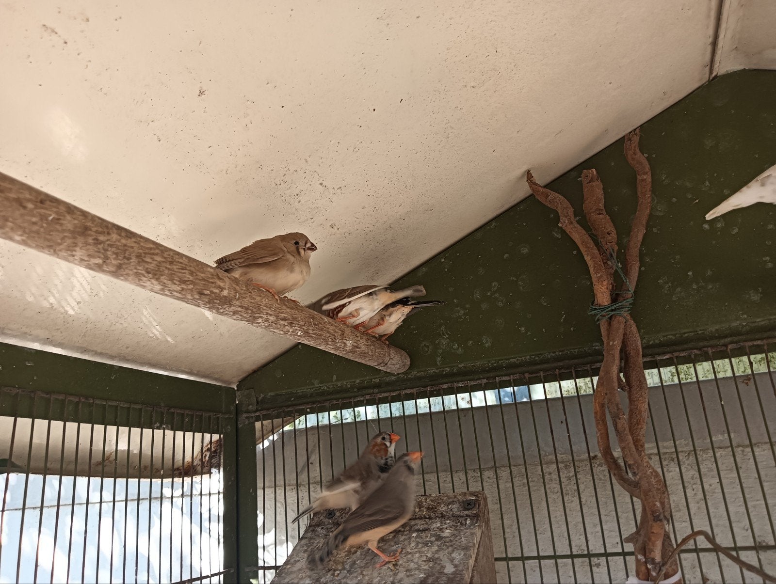 Zebravinken, Meerdere dieren, Tropenvogel