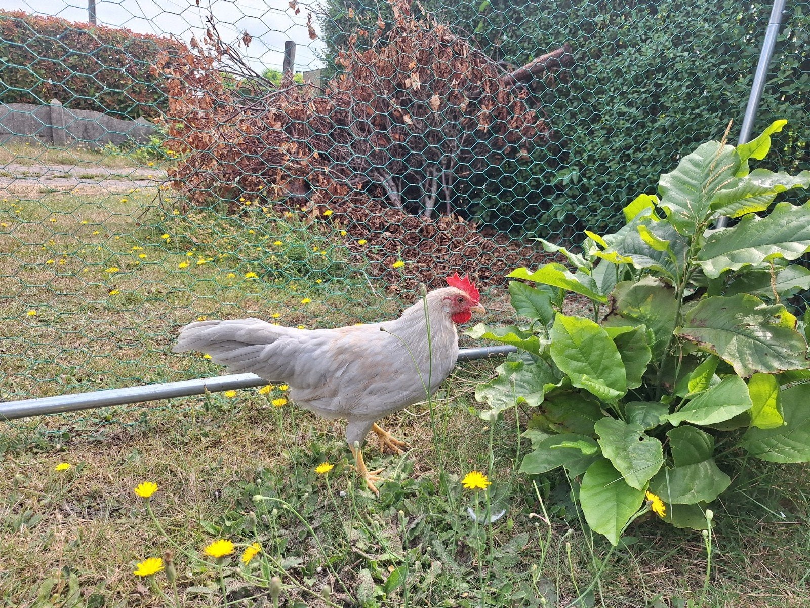 Jonge leghorn isabelpatrijs haantjes, Dieren en Toebehoren