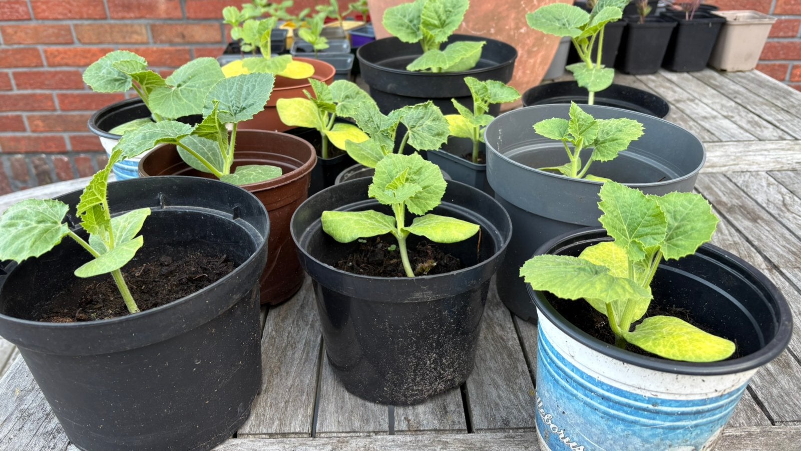 Pompoen planjes ( spaghetti pompoen), Ophalen, Groenteplanten