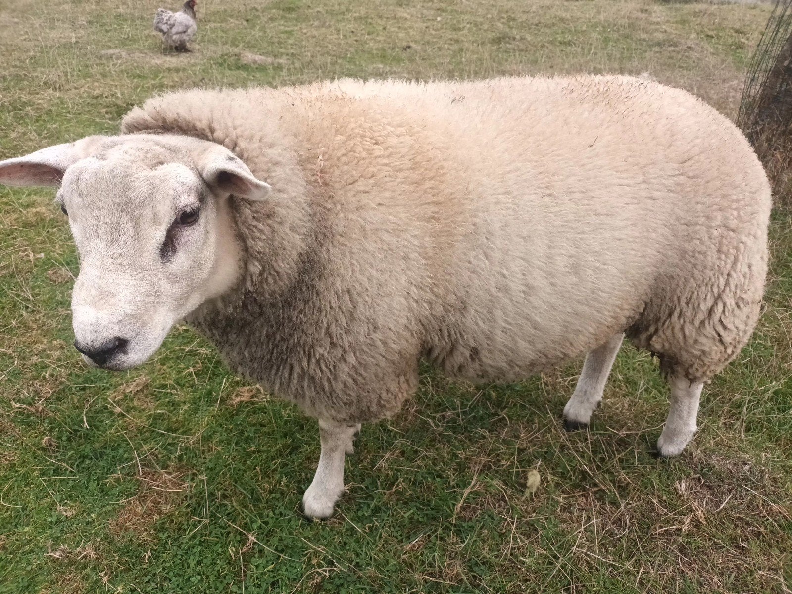 jeune bouc 7mois, Enlèvement, Neuf, Animal de ferme