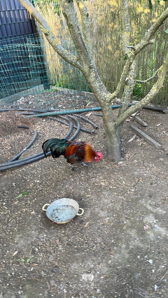 Haan, Mâle, Poule ou poulet