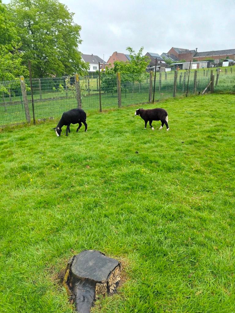 Zwartbles