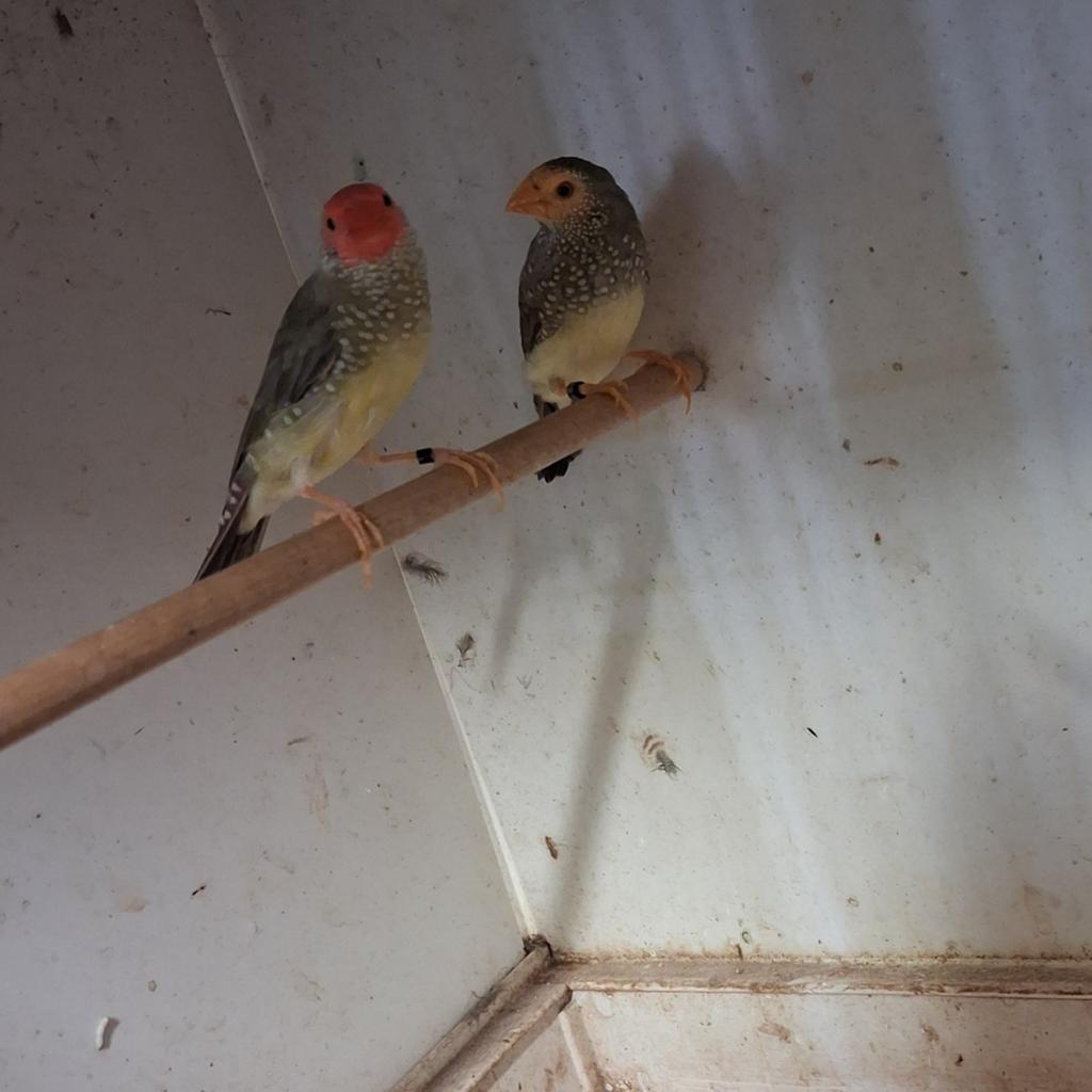 Koppel binsen astrildes, Plusieurs animaux, Oiseau tropical, Bagué