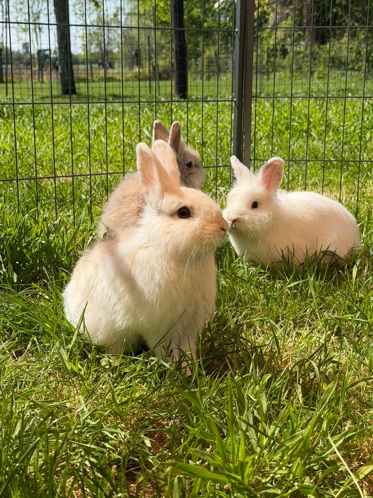 9 konijnen te koop, Dieren en Toebehoren, Konijnen, Dwerg, Meerdere dieren, 0 tot 2 jaar, Hangoor
