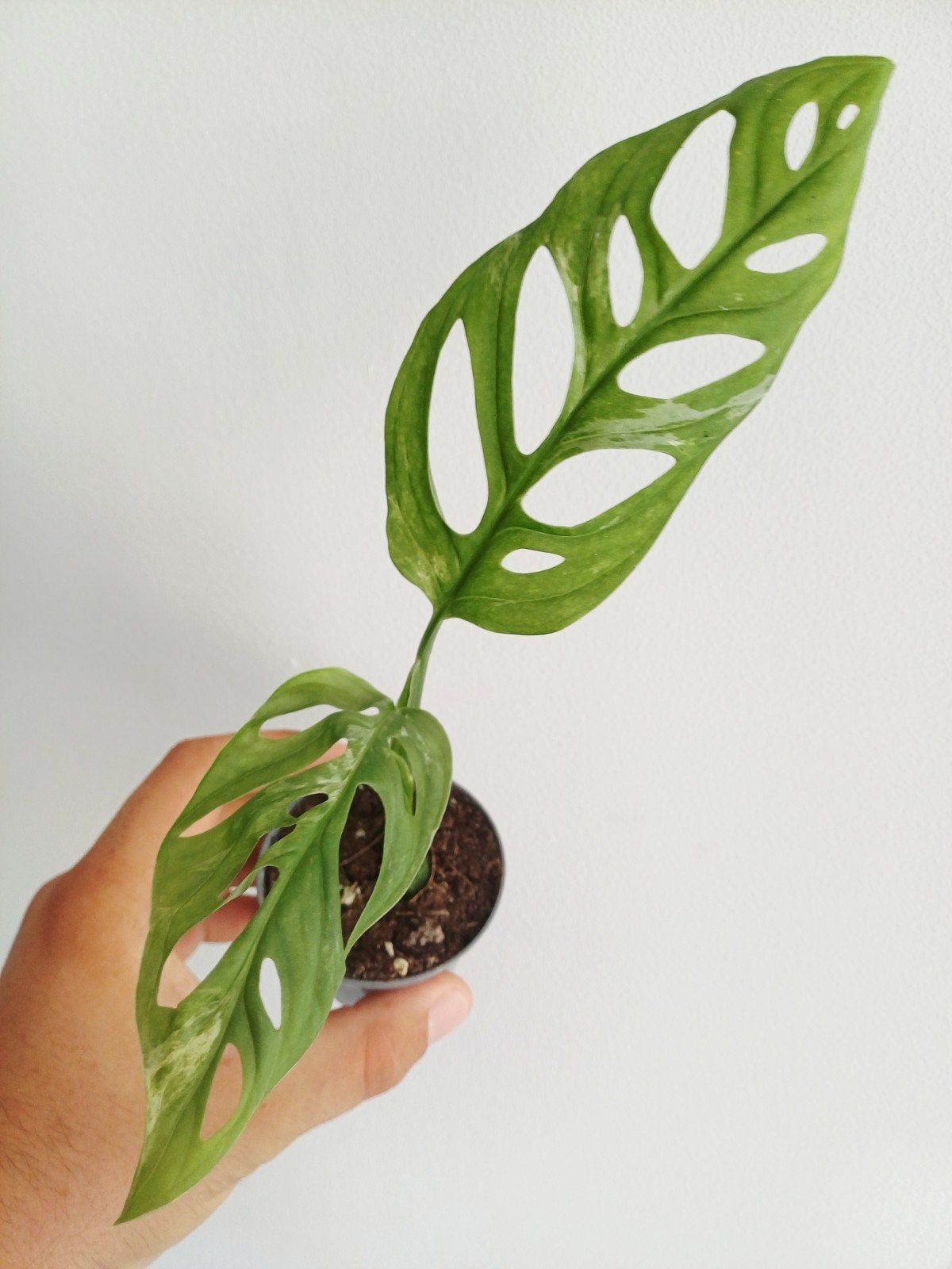 Monstera Adansonii Indonesian Marble, Overige soorten, In pot, Minder dan 100 cm, Groene kamerplant