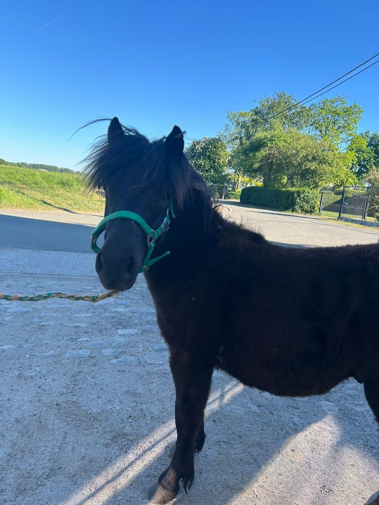 Shetland pony, Dieren en Toebehoren, Gechipt