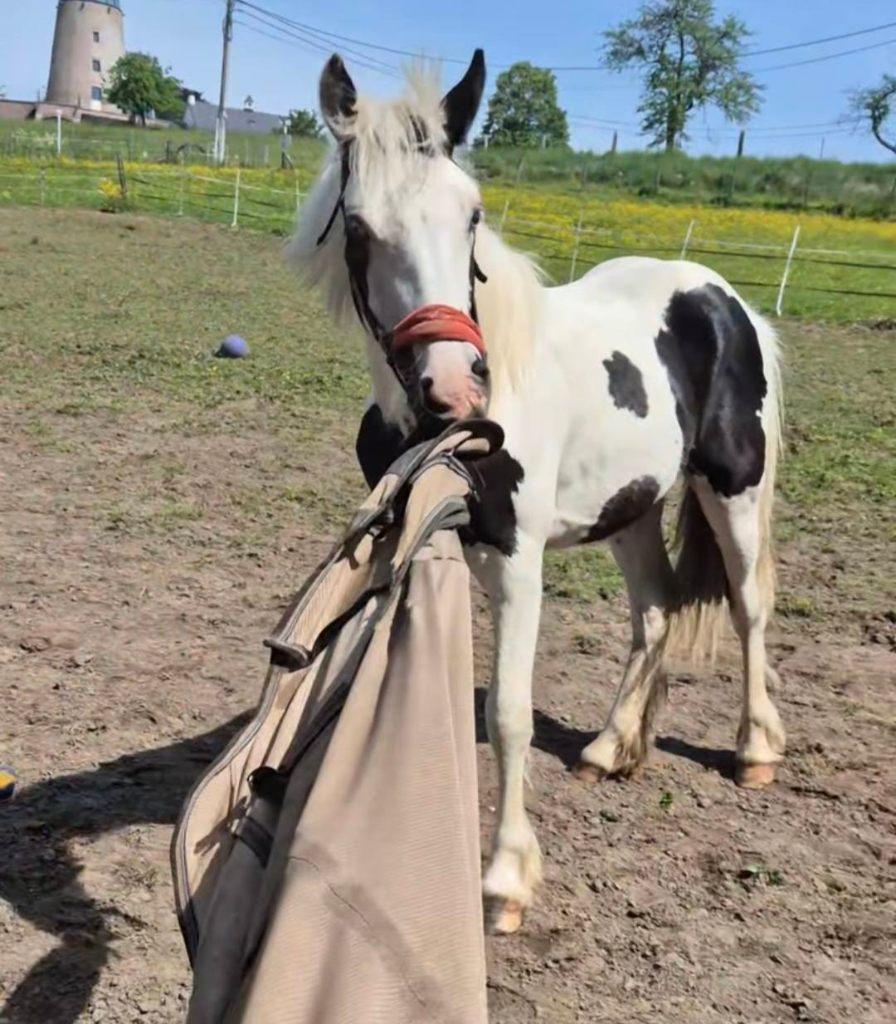 Tinker van 1 jaar met maangogen, Dieren en Toebehoren, Paarden, Hengst, Onbeleerd, Minder dan 160 cm, 0 tot 2 jaar, Recreatiepaard