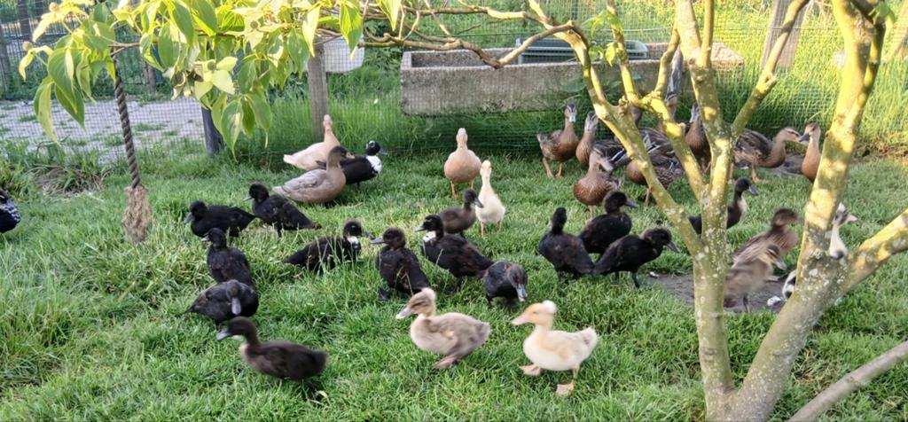 Jonge eenden, Dieren en Toebehoren