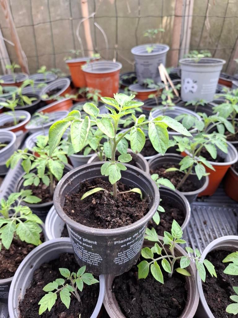 Groenteplanten zonder pesticiden 1€/plant, Ophalen