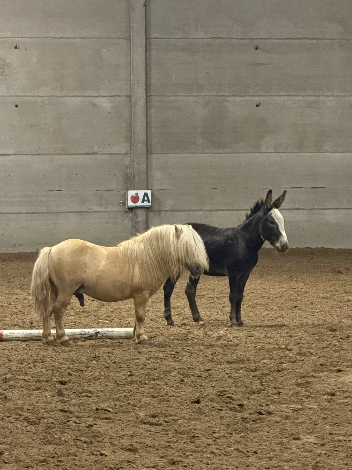 Pony en ezel