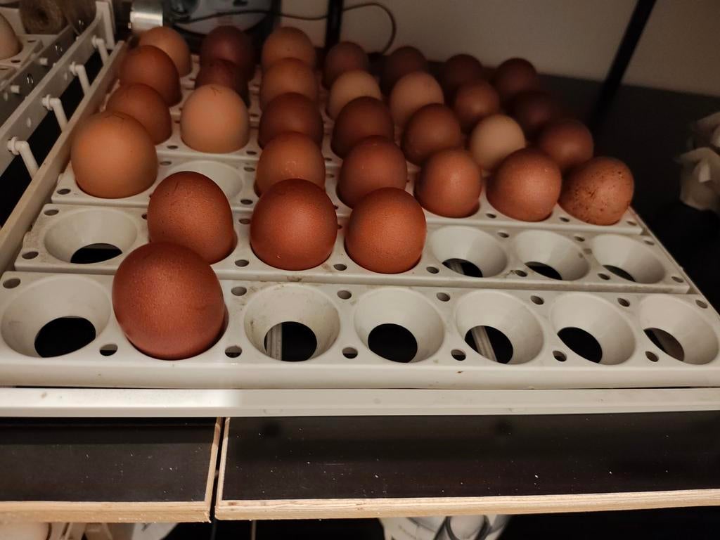 Broedeieren Marans kopernek blauw en zwart, Ophalen of Verzenden