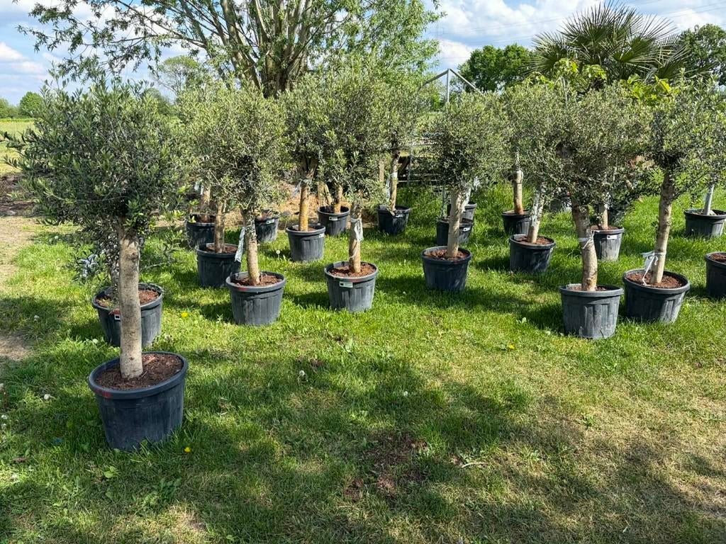 ‼️olijfbomen olea europaea aan stuntprijzen ‼️, Tuin en Terras, Ophalen