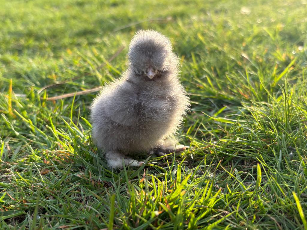Kuikens zijdehoen, Dieren en Toebehoren, Meerdere dieren, Kip