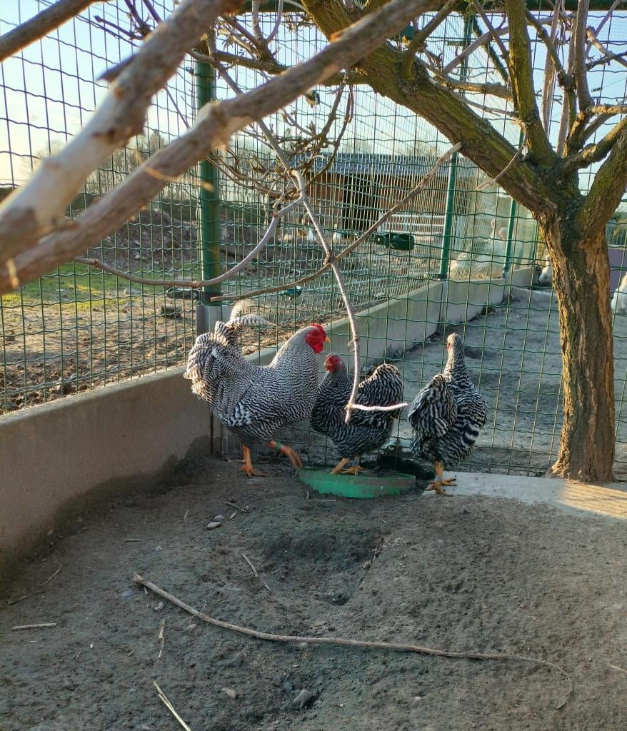 Broedeieren Gestreepte Wyandotte, Dieren en Toebehoren, Pluimvee, Meerdere dieren, Kip