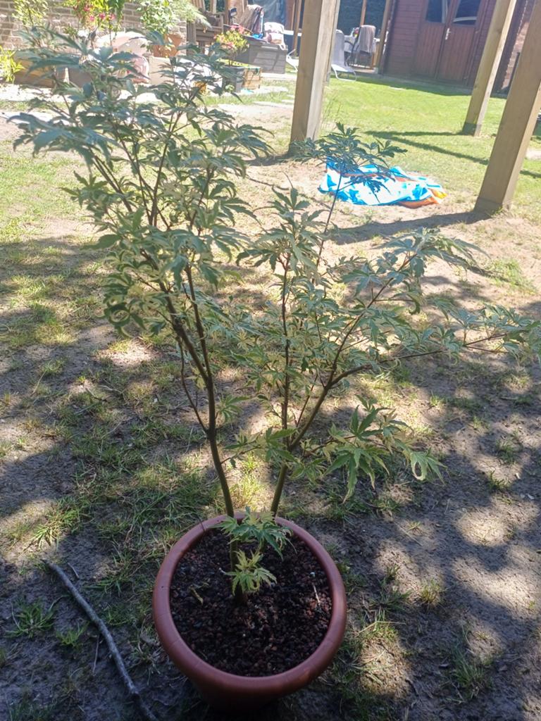 1 acer butterfly, Tuin en Terras, Ophalen