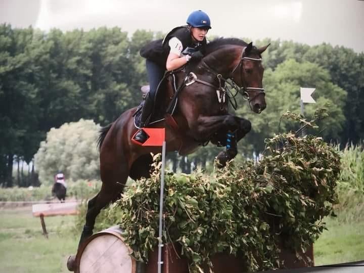 Fokmerrie, Dieren en Toebehoren