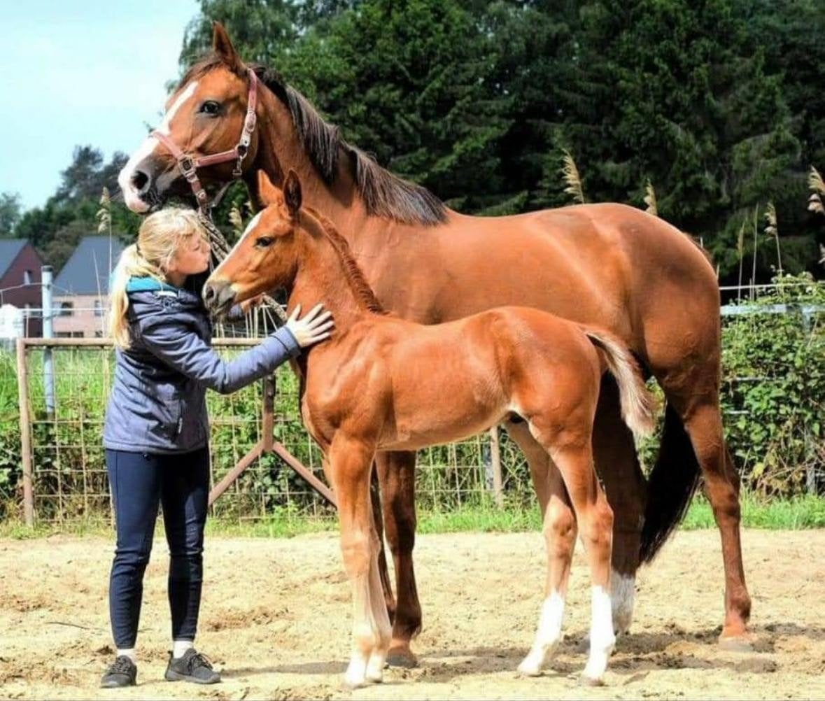GEZOCHT: DUAAL LEERLING PAARDENHOUDER VIA SYNTRA!, Dieren en Toebehoren