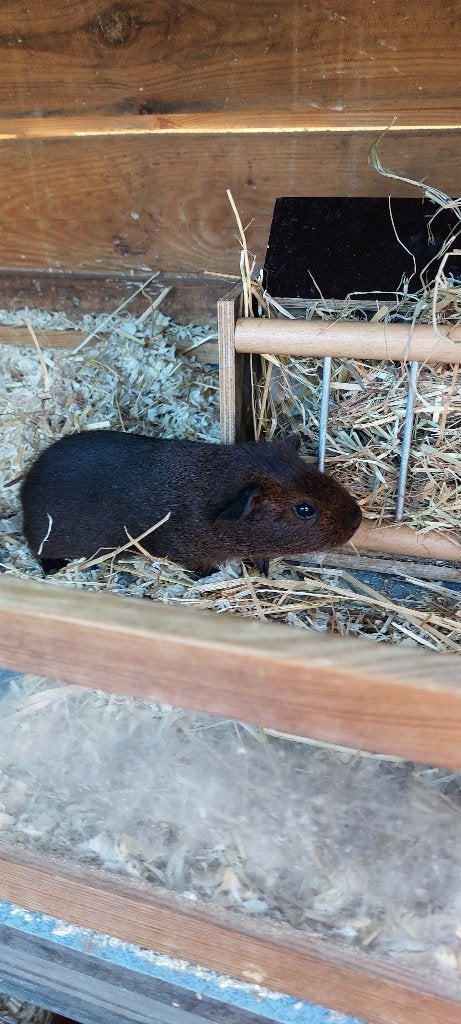 Cavia zeugje goud agouti, Dieren en Toebehoren, Cavia, Juni, Vrouwelijk, Tam