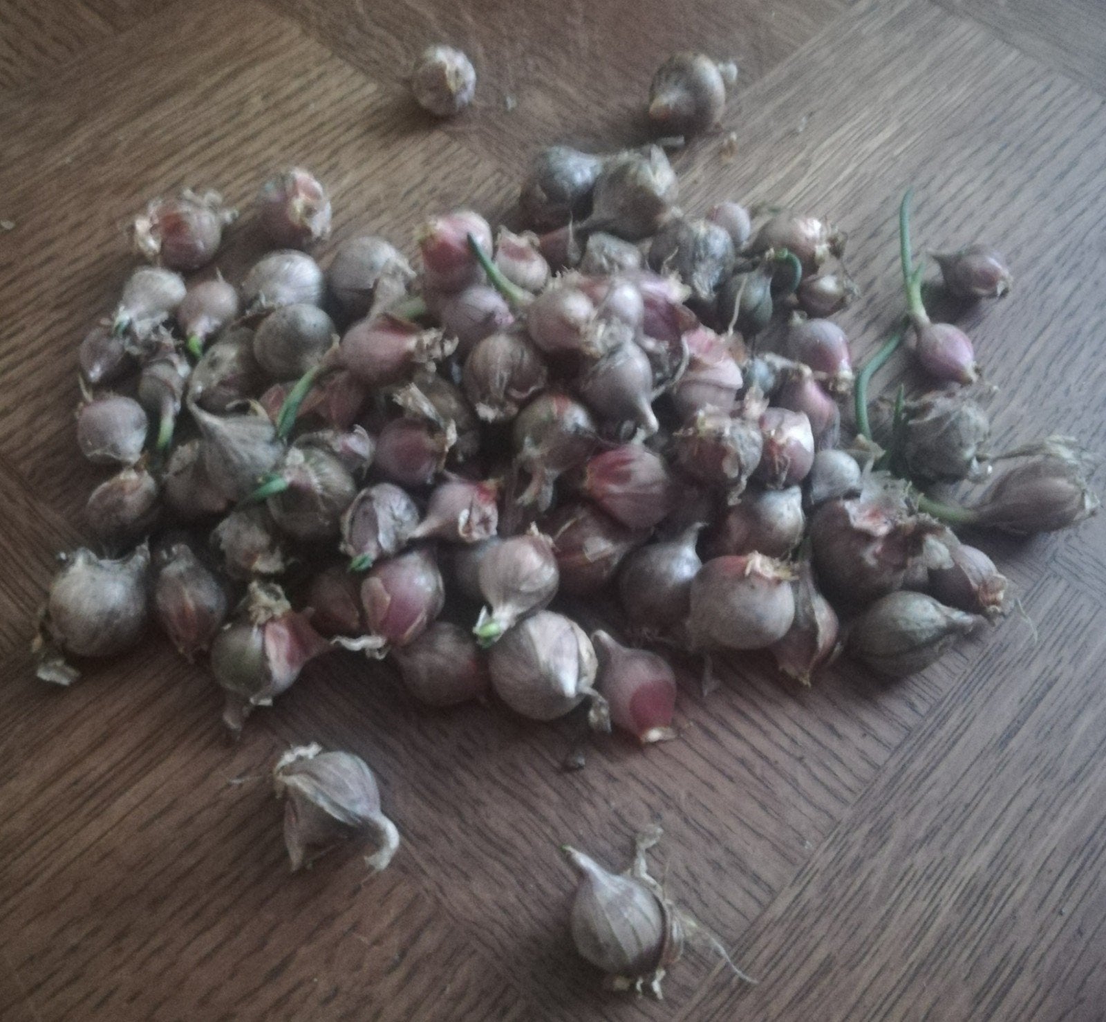 107 bollen griezelige uien, Tuin en Terras, Ophalen of Verzenden, Gehele jaar, Knol