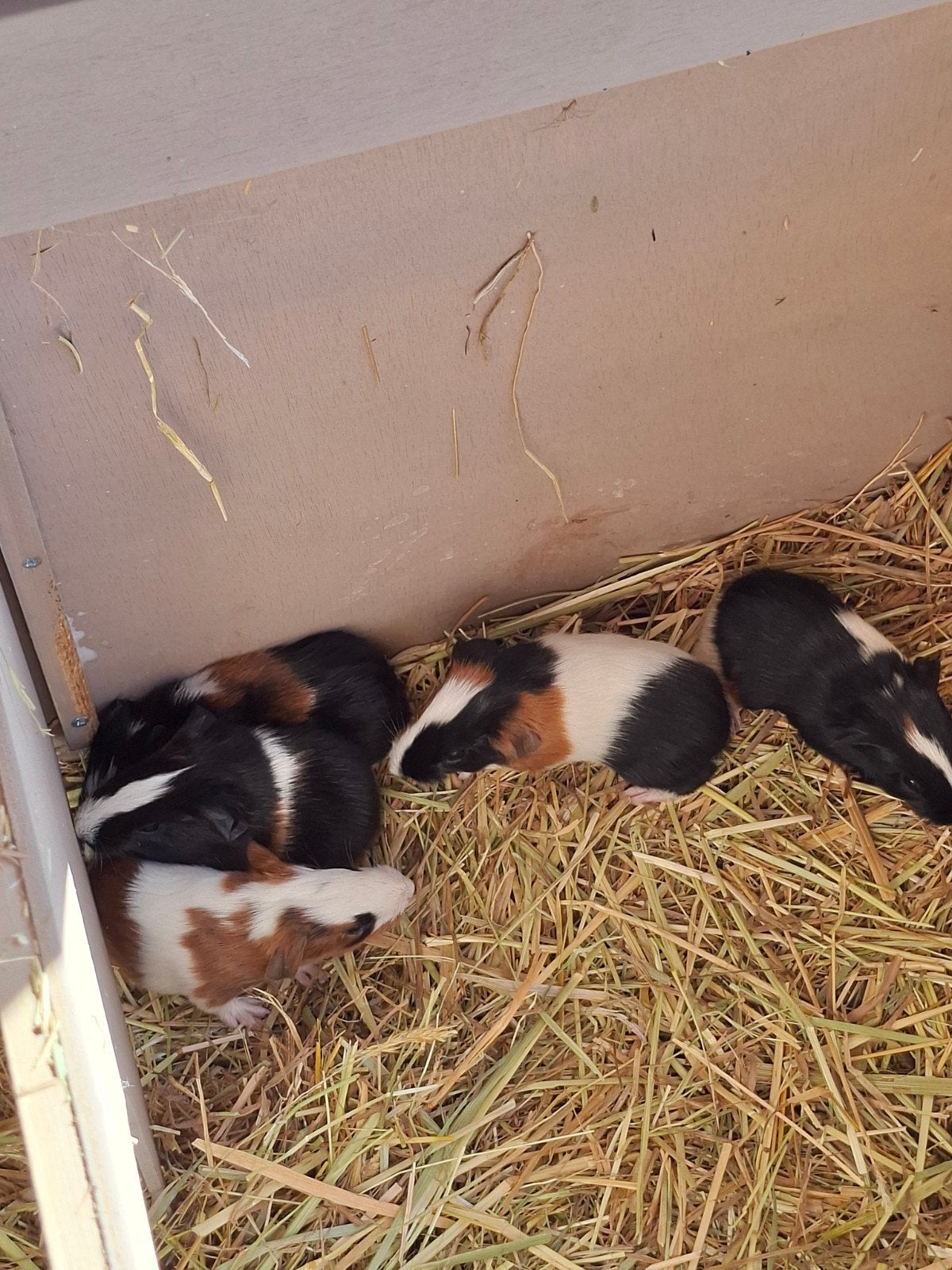 cavia beertjes en zeugjes, Dieren en Toebehoren, Mei, Cavia