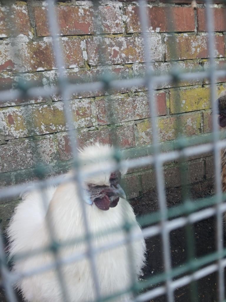 Zijdehoen haan, Dieren en Toebehoren