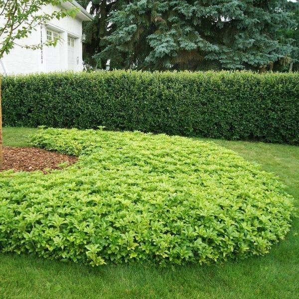 Pachysandra terminalis of Schaduwkruid (bodembedekker), Jardin & Terrasse, Printemps, Couvre-sol, Enlèvement, Pleine ombre