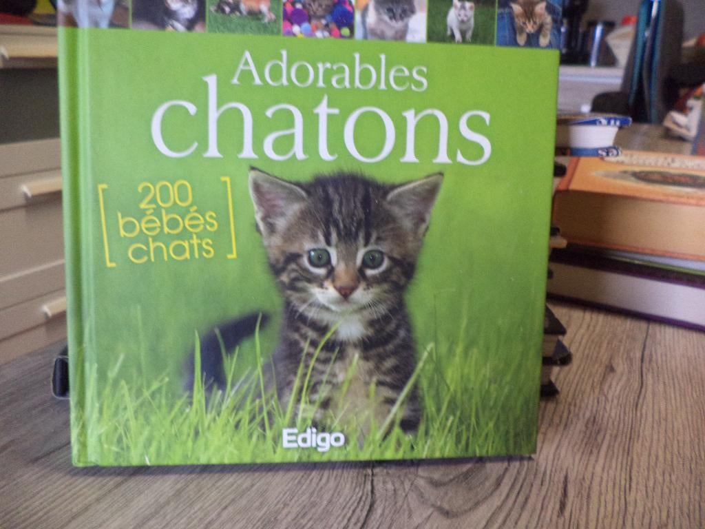 av 1 livre adorables chatons 200 photos 2 euro, Enlèvement ou Envoi, Comme neuf