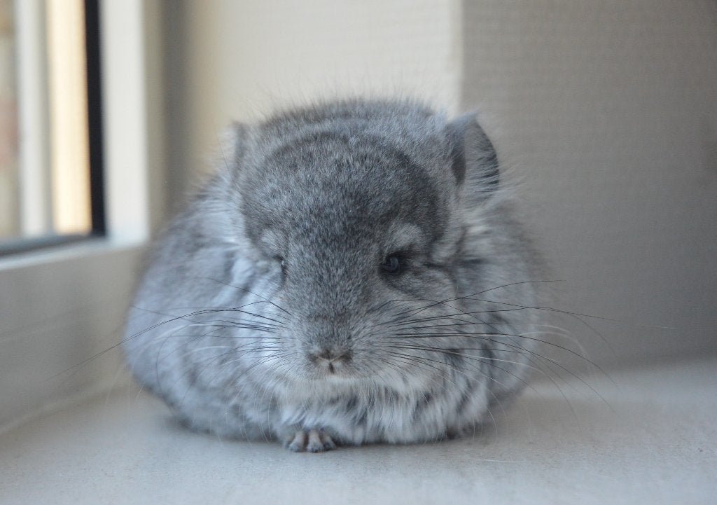 chinchilla standaard Angora bokje + Black pearl bokje, Dieren en Toebehoren, Maart, Chinchilla, Mannelijk, Tam