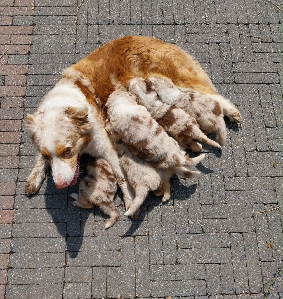 Australische herder pups, België, Fokker | Hobbymatig, CDV (hondenziekte), 8 tot 15 weken