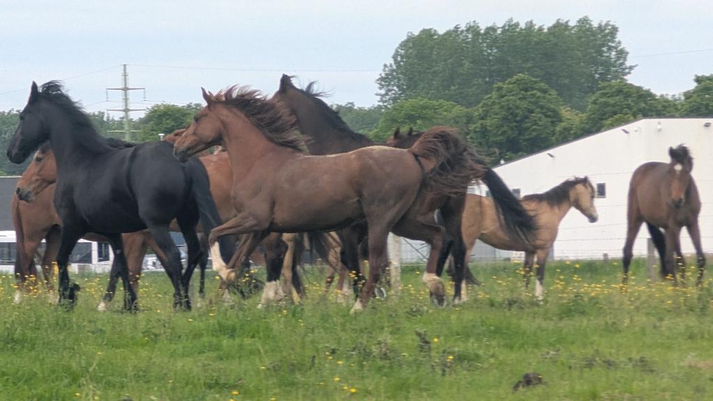 Welsh pony 10 jaar, Animaux & Accessoires, Poneys, Jument, B, Poney D (1.37 m à 1.48m), Poney de récréation, 7 à 10 ans, Avec puce électronique
