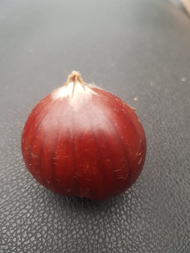 kastanjeboom, Diversen, Ophalen
