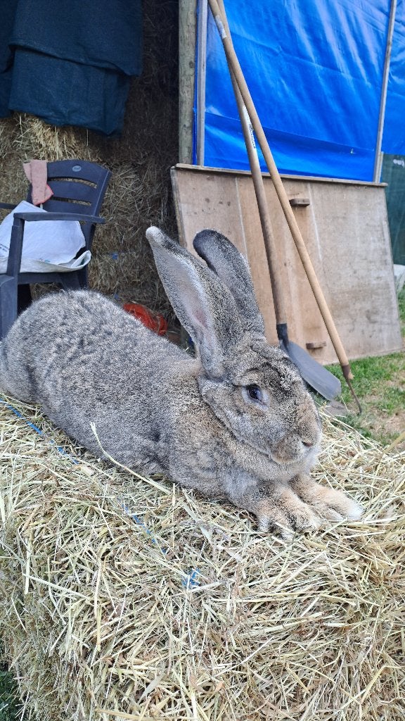 Vlaamse reuzen, Plusieurs animaux, Grand, 0 à 2 ans