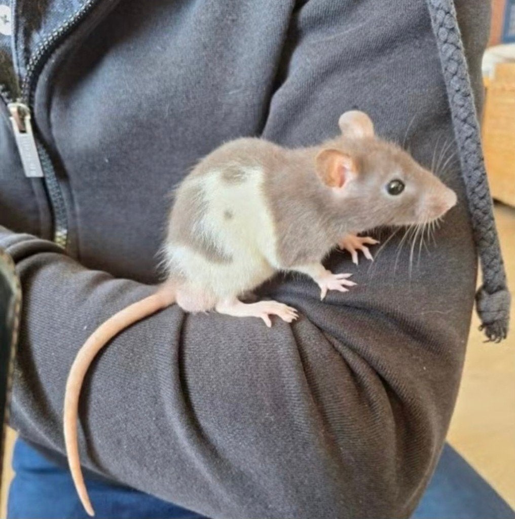 Ratjes, Dieren en Toebehoren, Rat, Juni, Meerdere dieren, Tam