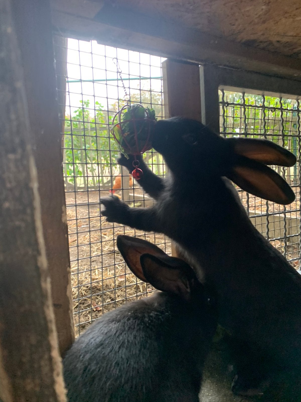 Konijnen, Dieren en Toebehoren, Meerdere dieren, Groot, 0 tot 2 jaar