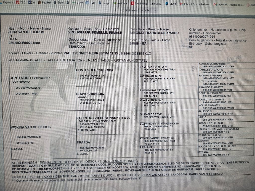 merrie:Contendro I x Palestro vd Begijnakker x Lys De Darmen, Merrie, Springpaard, Met stamboom, L