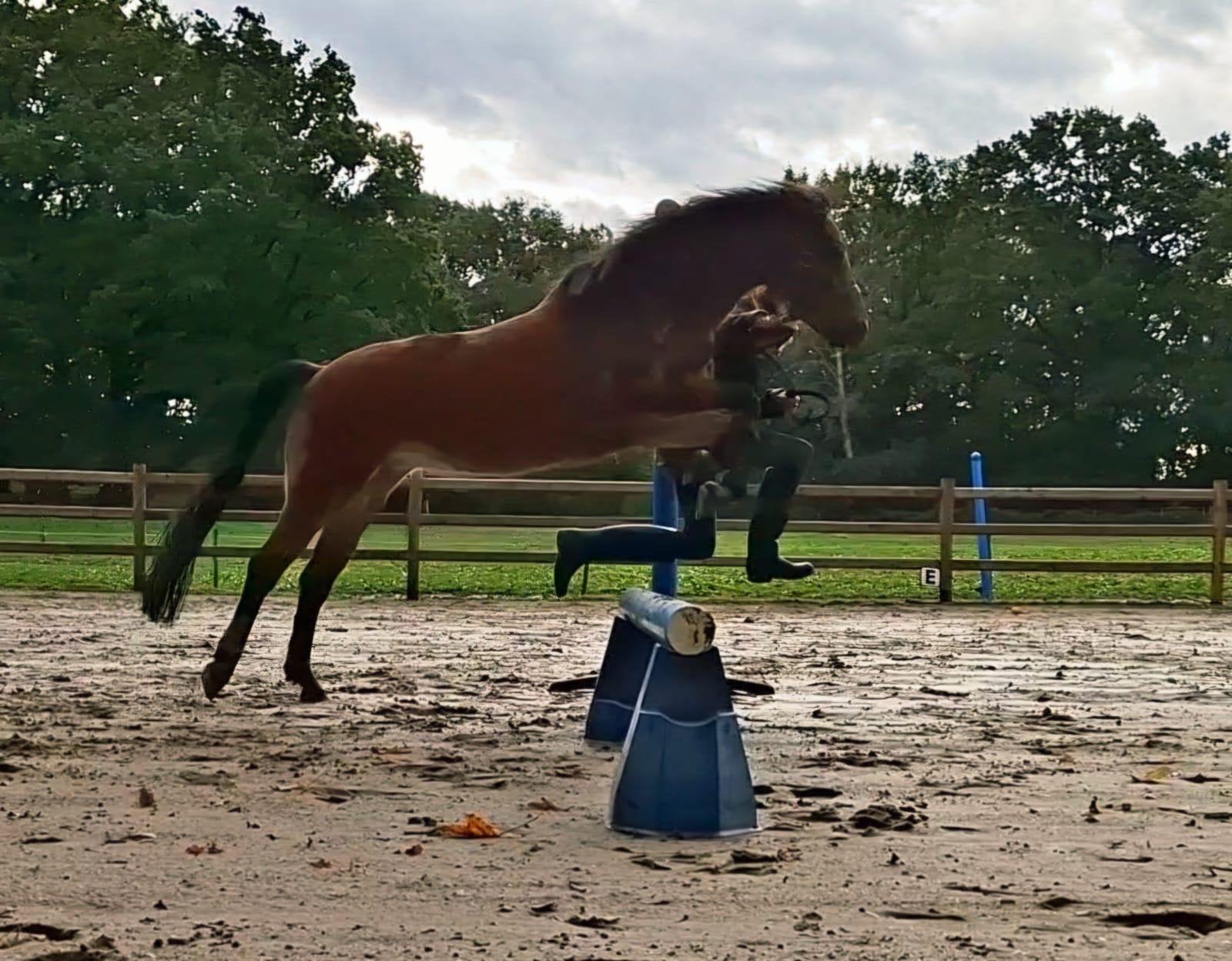 Pony zoekt nieuwe thuis, Dieren en Toebehoren, Merrie
