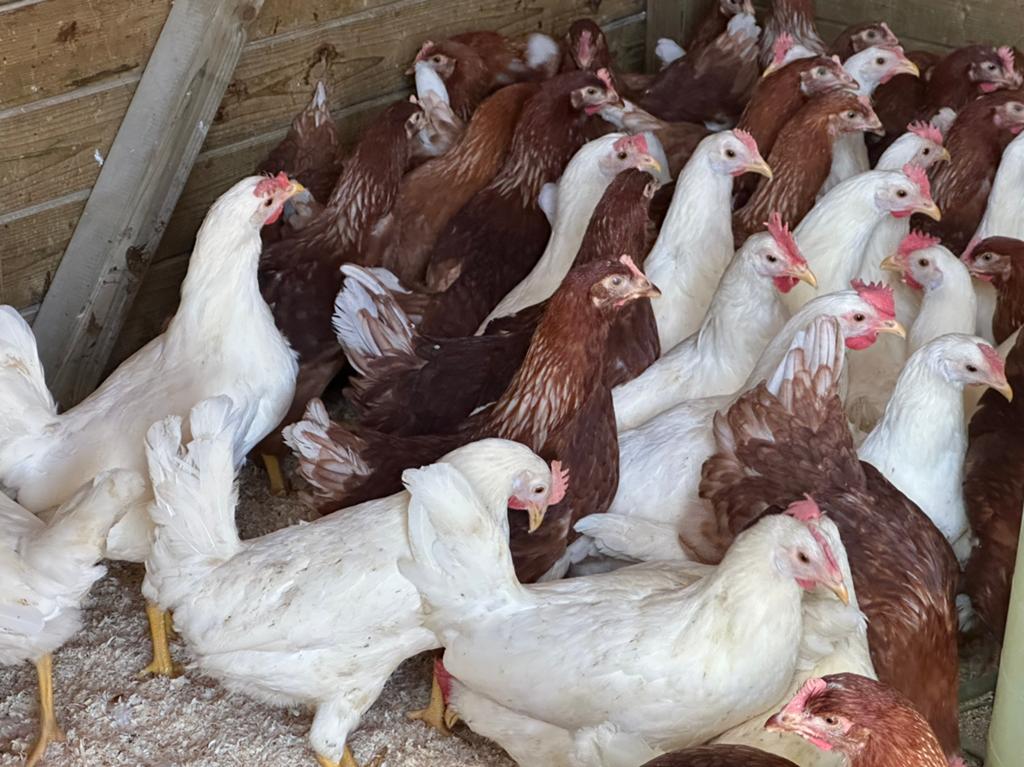 Bruine legkippen, beste leggers, Dieren en Toebehoren, Pluimvee