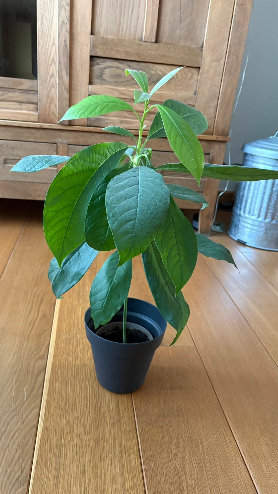 Avocado plant, Enlèvement