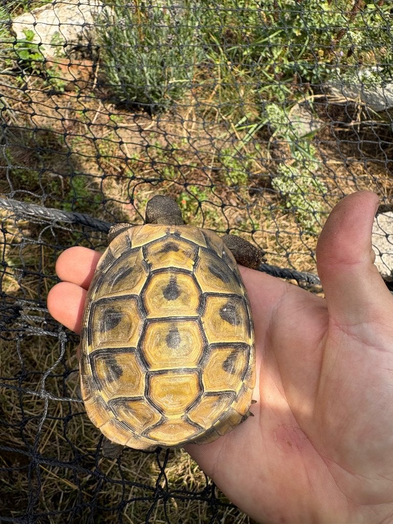 Nakweek Testudo Hermanni Boettgeri, Dieren en Toebehoren, Schildpad, 3 tot 6 jaar