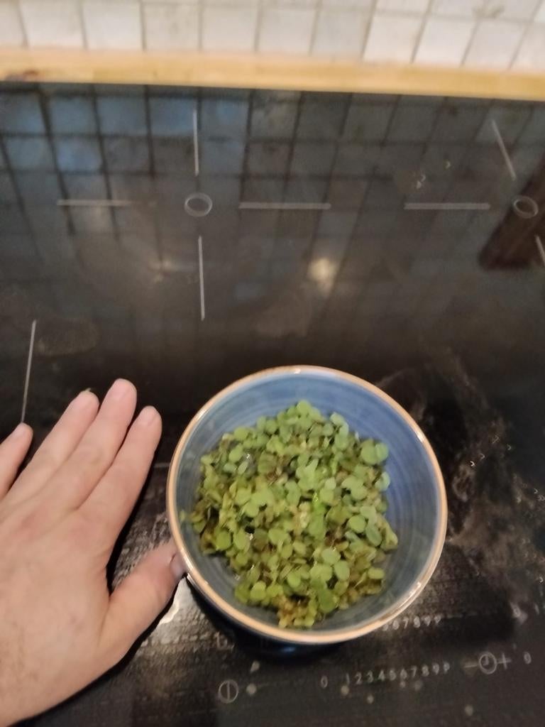 Salvinia minima 0,50 per portie (2handen vol), Dieren en Toebehoren, Ophalen of Verzenden