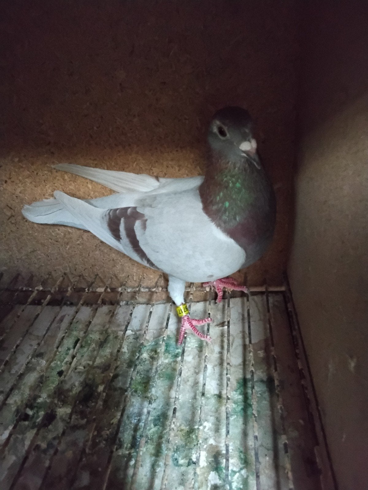 Te koop koppel reisduiven, Plusieurs animaux, Pigeon voyageur