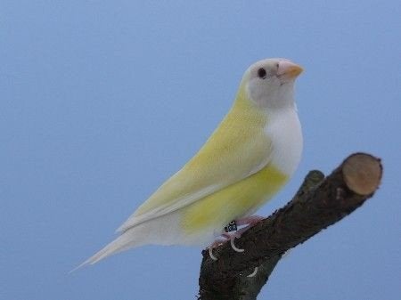 Je cherche un couple de gould diamant jaune