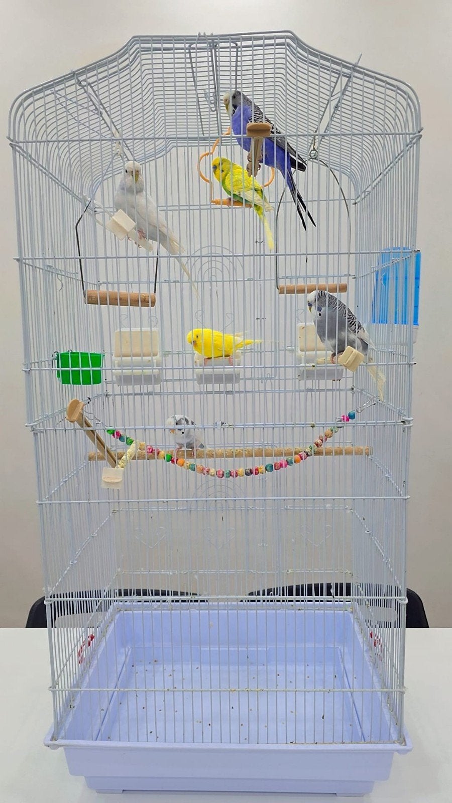 Cage avec 6 perruche, Dieren en Toebehoren, Vogels | Hokken en Kooien